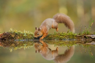 Red squirrel (Sciurus vulgaris) at woodland pool © Mark Hamblin/2020VISION