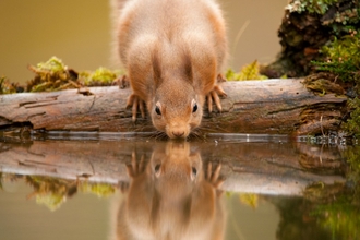 Red squirrel (Sciurus vulgaris) drinking at woodland pool, Scotland, November - Mark Hamblin/2020VISION