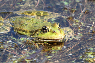 A marsh frog floating at the surface of a pond