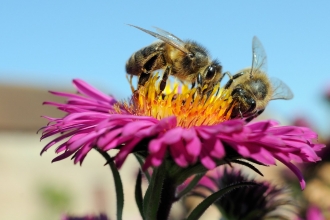 Honey bees © Nick Upton/2020VISION
