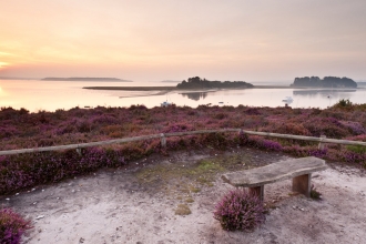 Looking at Brownsea © Ross Hoddinott/2020VISION