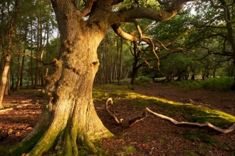 Woodland (veteran trees) in Dorset © Ross Hoddinott/2020VISION