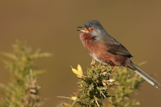 Dartford Warbler © Ricahrd Steel/2020VISION