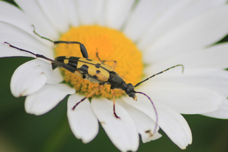 A black-and-yellow longhorn beetle on an oxe-eye daisy