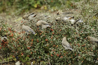 Waxwing feeding on Cotoneaster berries in supermarket car park