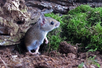 Wood mouse