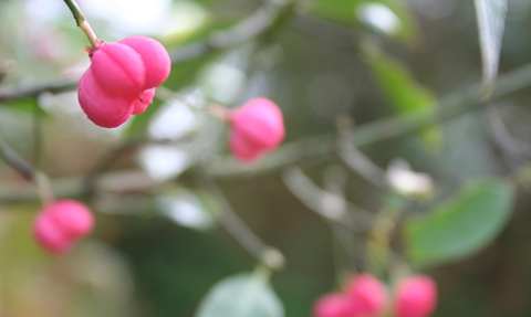 Spindle