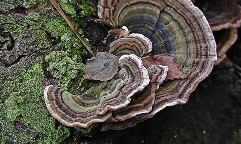 Turkeytail