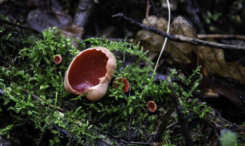 Scarlet Elfcup