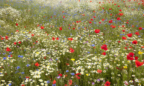 Wildflower meadow - Paul Hobson