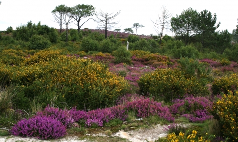 Upton Heath © Tony Bates MBE