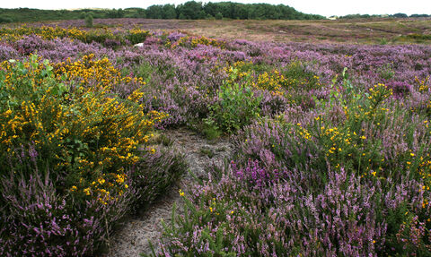 Upton Heath © Tony Bates MBE