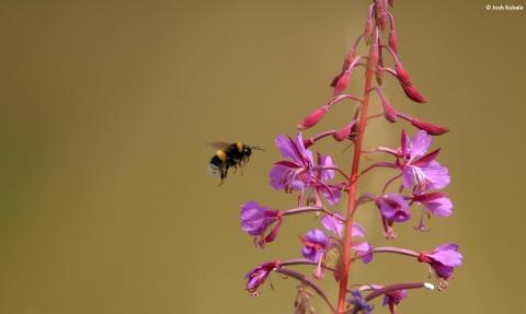 Bee flying to flower by Josh Kubale