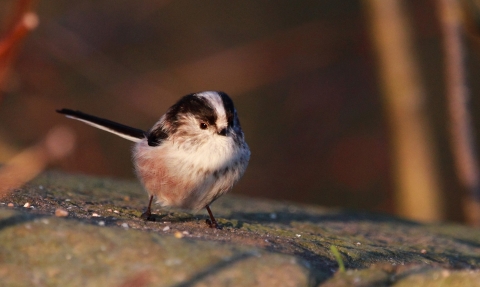 Long tailed tit ©