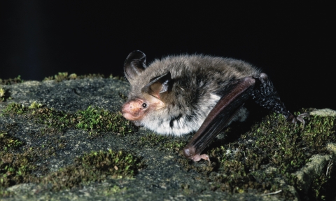 Bechsteins Bat by Hugh Clark 
