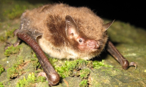 Daubenton's Bat © Nick Tomlinson.