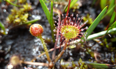 Round-leaved sundew © James Hitchen