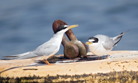 Little Terns at Chesil Beach © Paul Williams 