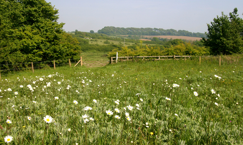 Lorton Meadows Nature Reserve by DWT