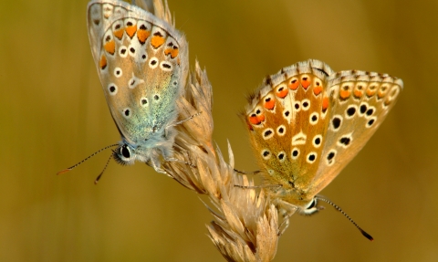 Silver studded blue butterfly © Mark Heighes 