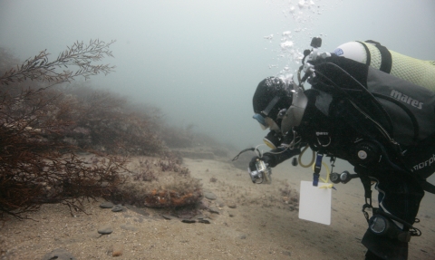 Seasearch diver off Kimmeridge © Peter Tinsley