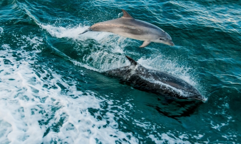 Bottlenose dolphins © Stewart Canham