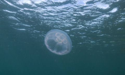 Moon jellyfish © Paul Naylor