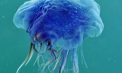 Blue jellyfish