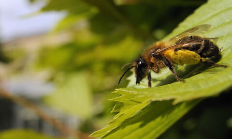 Female tawny mining bee © Nick Upton 2020VISION 