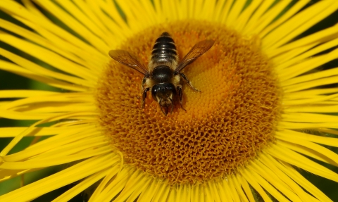 Leaf Cutter bee © Gillian Day