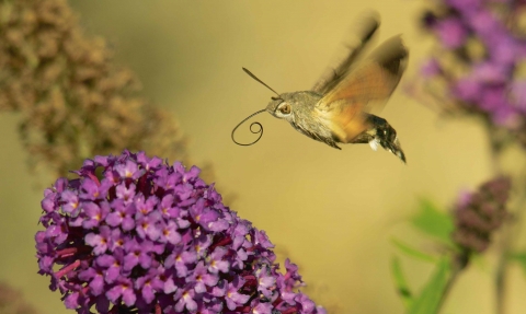 Hummingbird hawk moth © Derek Moore