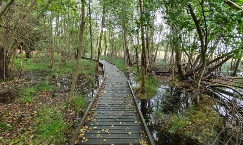 Boardwalk on Brownsea Island © Nicki Tutton
