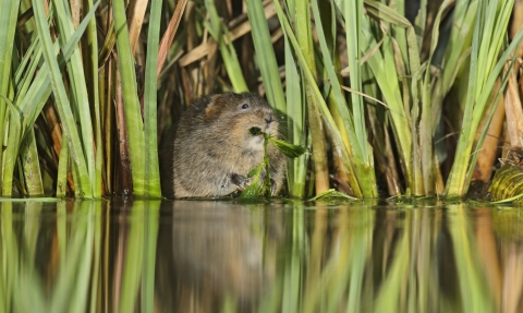 Water Vole © Terry Whittaker/2020VISION