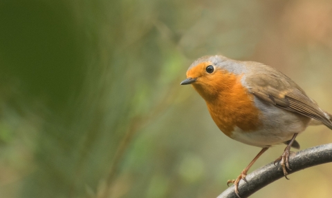Robin © Pixabay