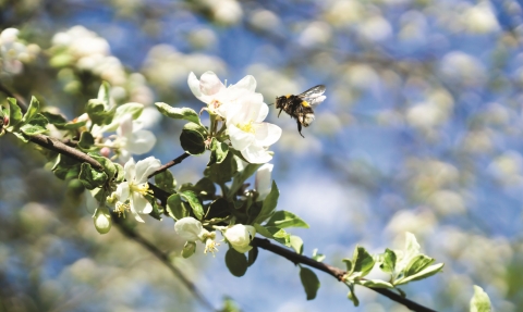 White tailed bumblebee (Shutterstock) 