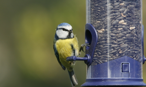 Photo: Blue tit on feeder © Nicholas Watts