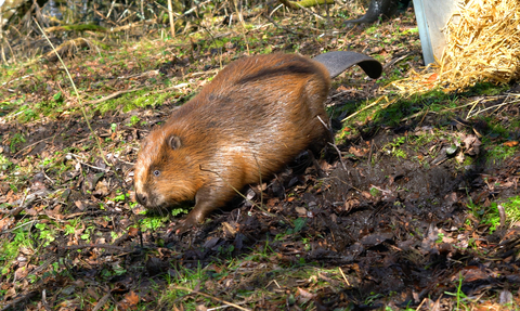 Photo - Beaver being released © Dorset Wildlife Trust/James Burland