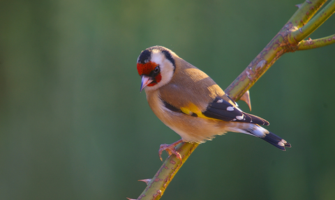 Goldfinch