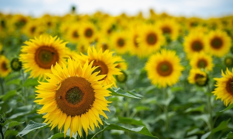 Sunflowers