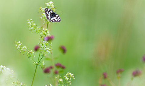 butterfly