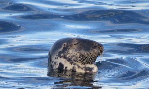 Grey seal's head in water