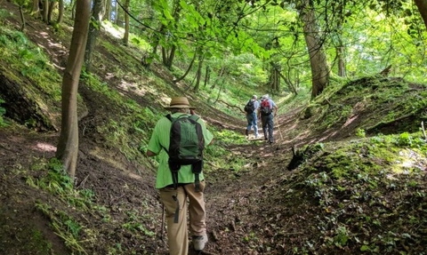 Gillingham Royal Forest