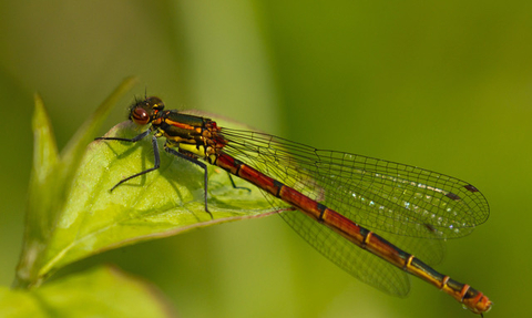 Large red damselfly