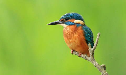 Kingfisher