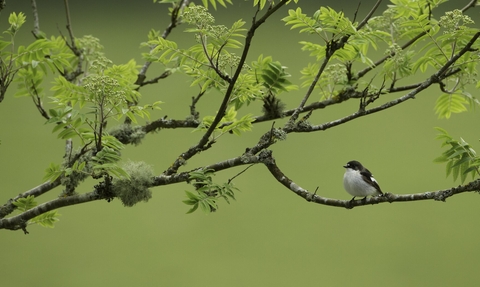 Pied flycatcher