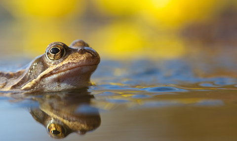 Frog peaking out of water