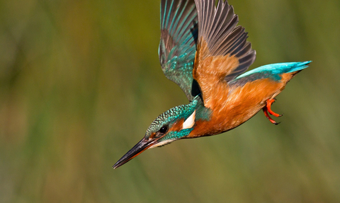 A kingfisher plunges down towards the water, its bright turquoise and orange colours glowing in the sunlight