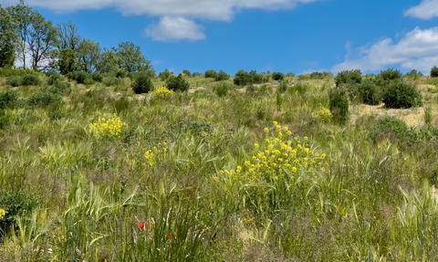 Arable field at Wild Woodbury 