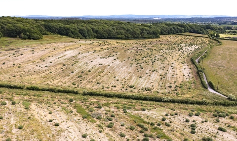 Aerial view of Wild Woodbury 2022