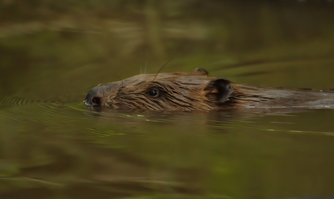 Beaver swimming with its head just above the water